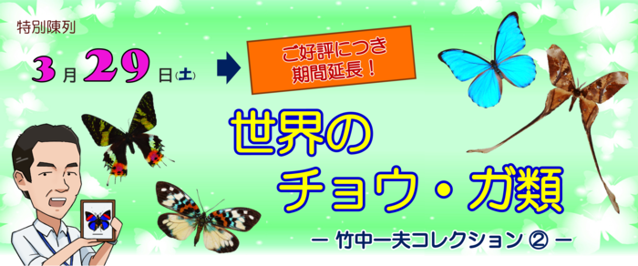 特別陳列「新着資料展　世界のチョウ類－竹中一夫コレクション（2）－ご好評につき期間延長！」 のバナー画像