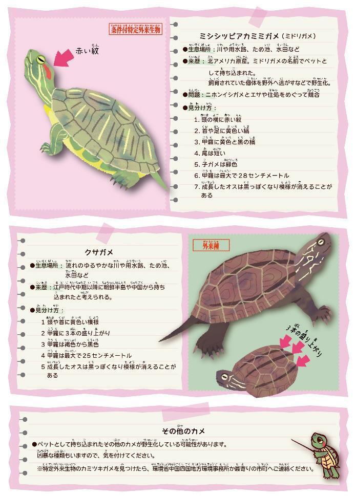 写真：高梁川流域生き物調査2023　ミシシッピアカミミガメとクサガメの見分け方