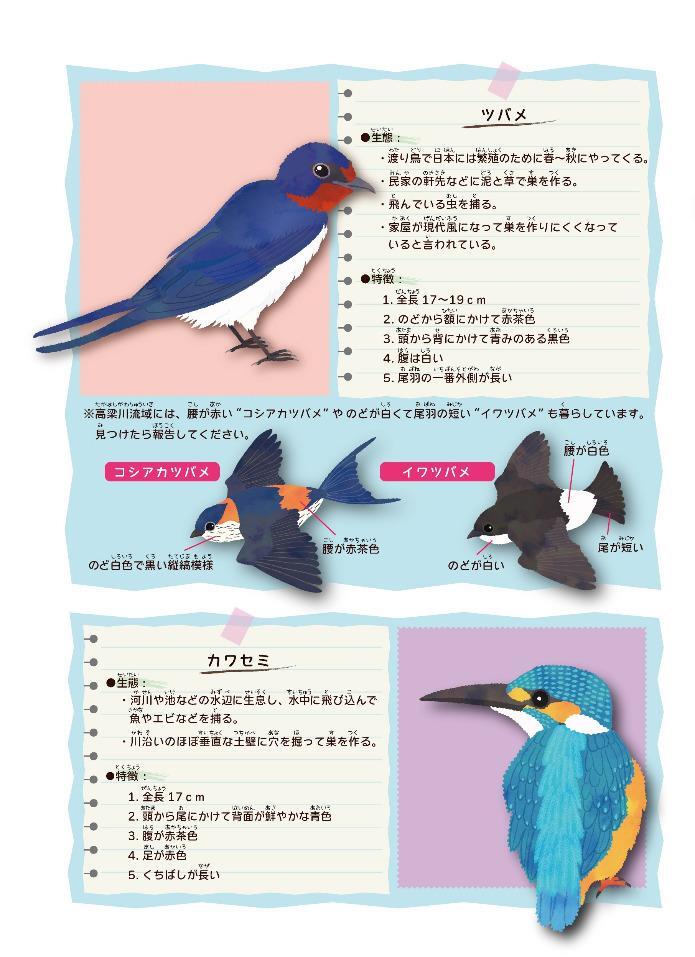 写真：生き物調査調査票　ツバメとカワセミの特徴