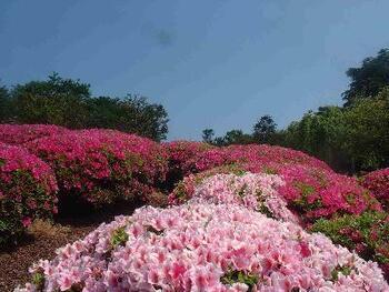 植生　写真3