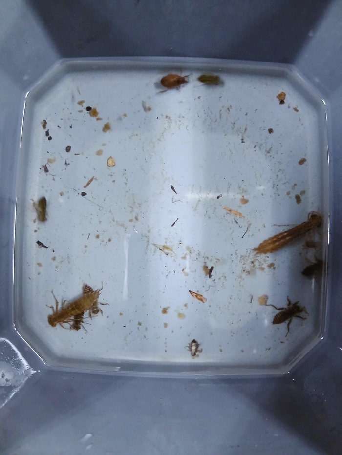 新たに仲間入りした生き物の画像