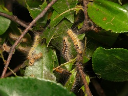 チャドクガの幼虫の写真