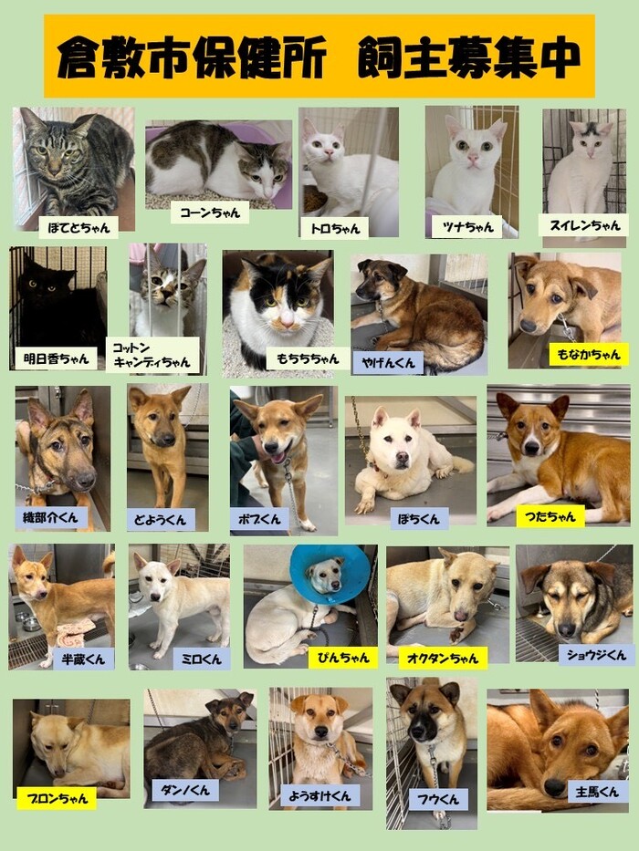 写真：倉敷市保健所　飼主募集中