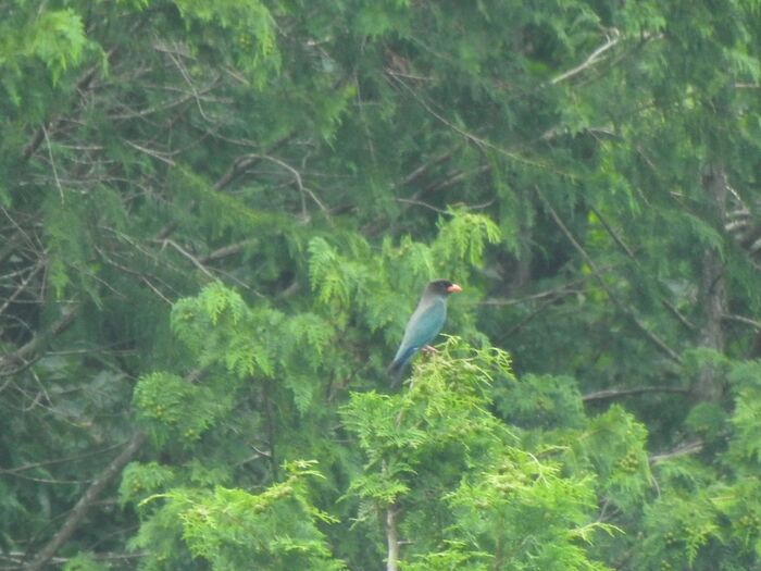 ブッポウソウ成鳥
