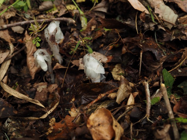 光合成をしない植物ギンリョウソウ