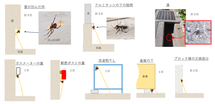 セアカゴケグモの巣の写真など