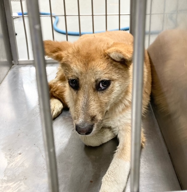 写真：保護犬
