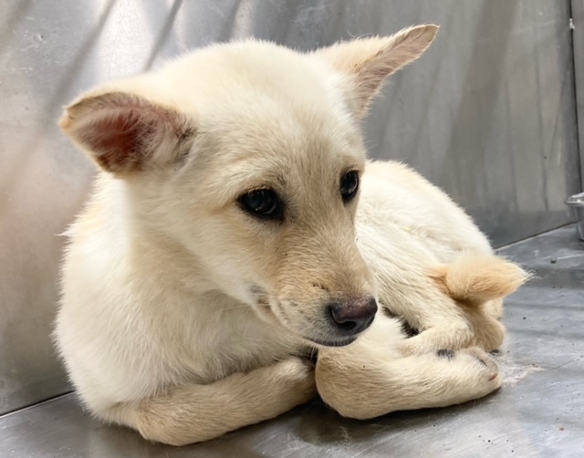 うす茶色メス子犬の写真