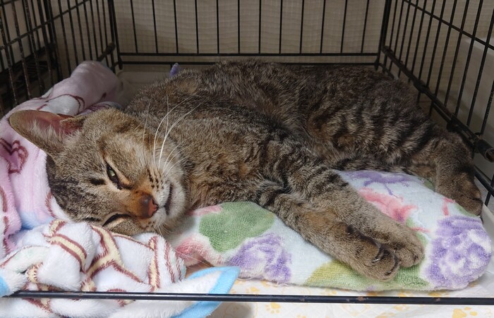 写真：保護猫