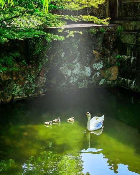 倉敷美観地区の白鳥の写真