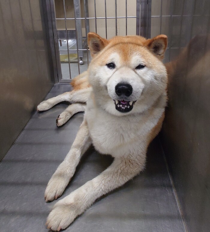 茶色の柴犬