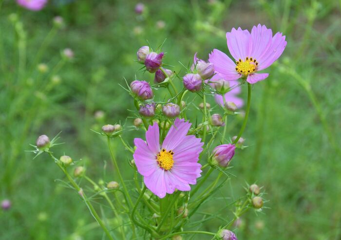 帯化したコスモスの写真1