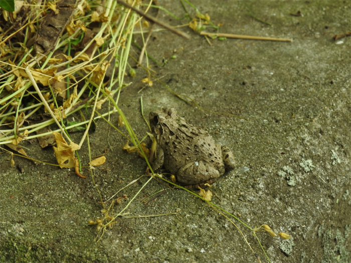 当日観察できた生き物1