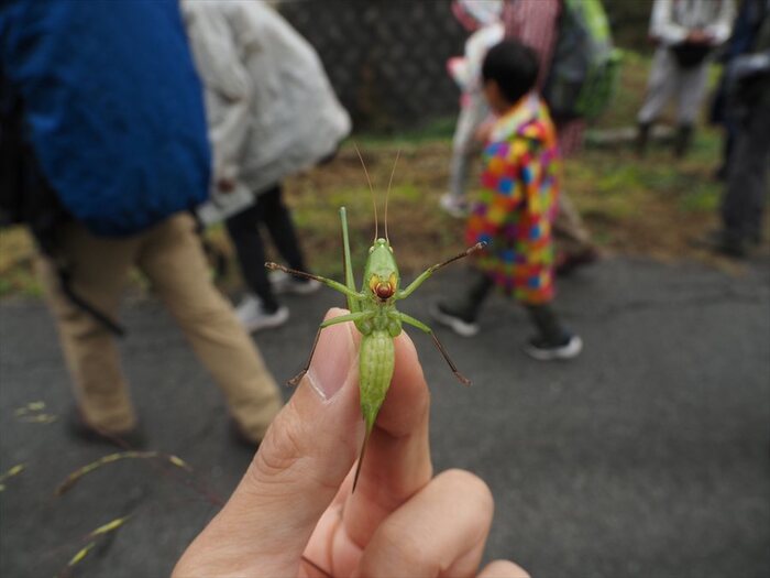 観察できたもの3