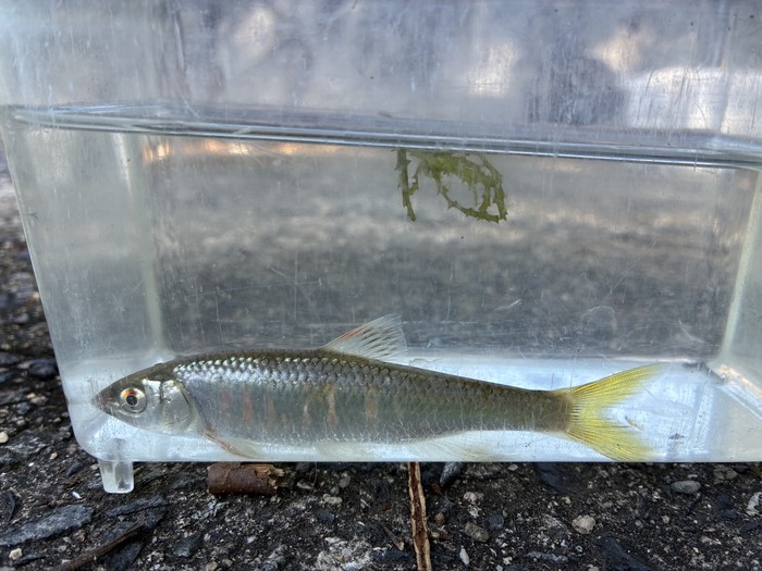 当日採取できた生物2