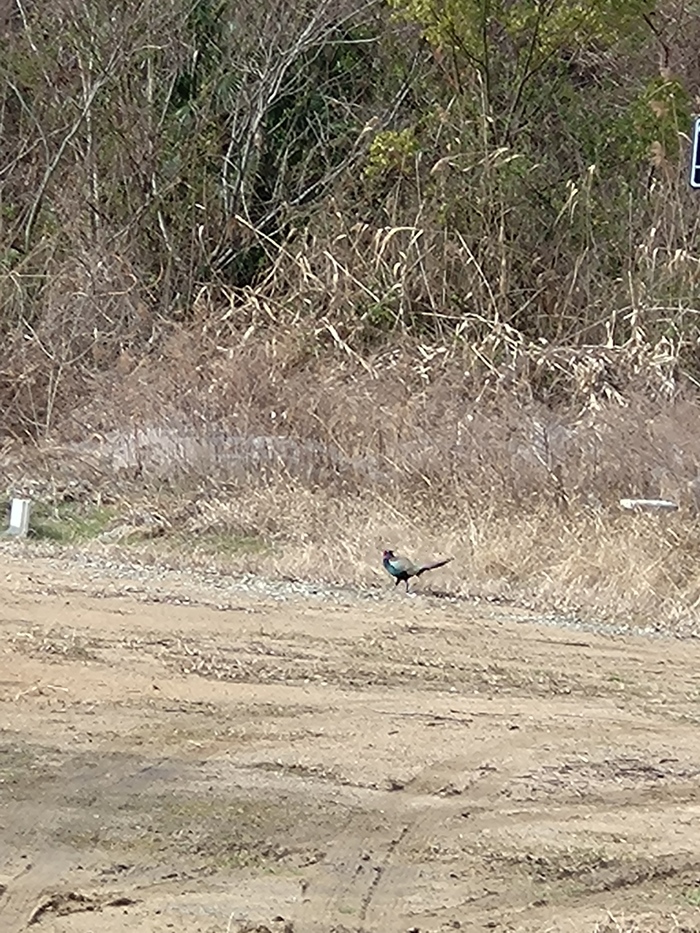 雉の写真