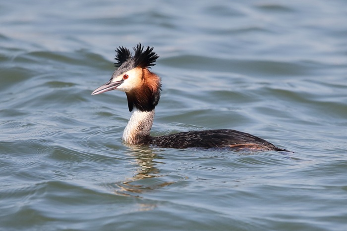 カンムリカイツブリ写真