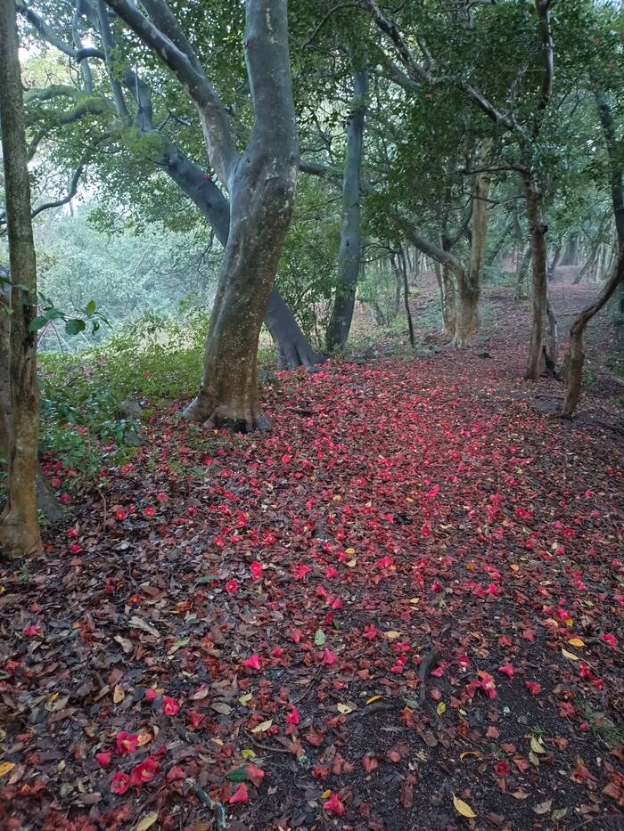 ヤブツバキ写真