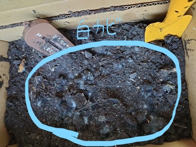 6月15日白カビたくさん発生