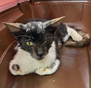 写真：保護猫