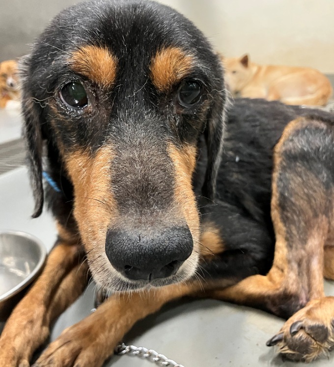 写真:保護犬