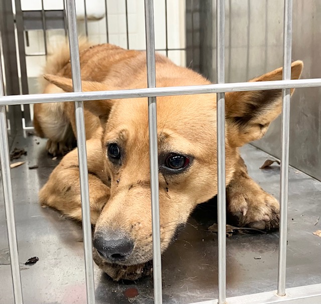 写真：保護犬