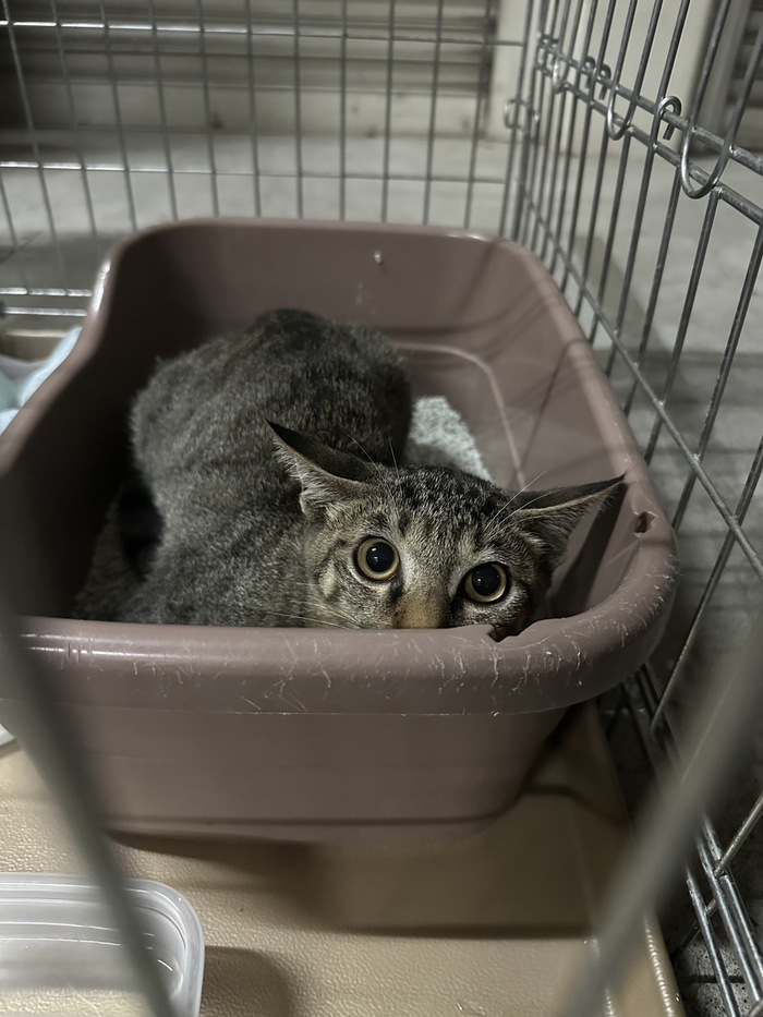 ねこ
