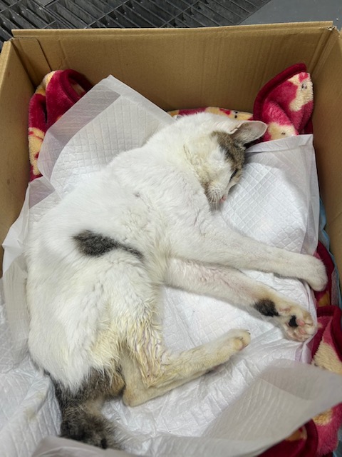 ねこ