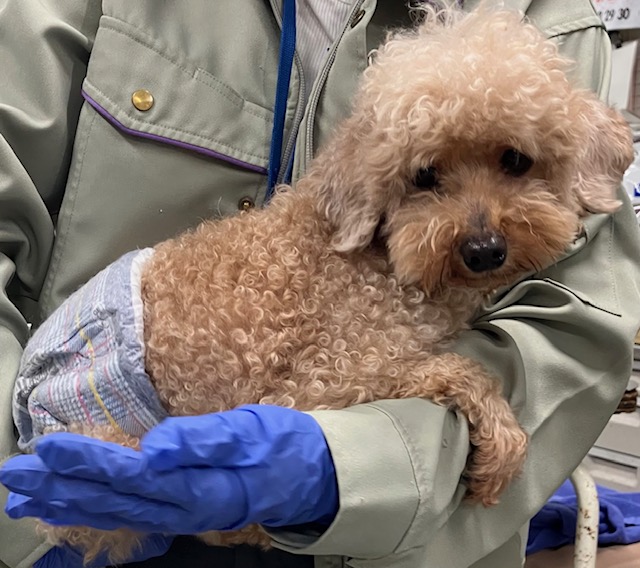 写真:保護犬
