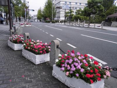 観光駐車場付近のニチニチソウ