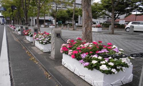 観光駐車場の東付近のニチニチソウ