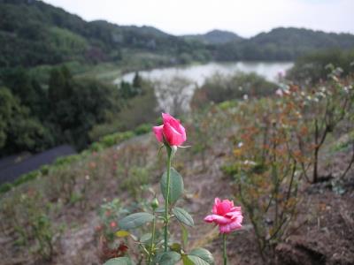 秋バラの花