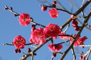 紅色八重の花