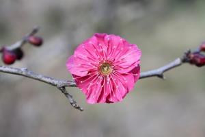 紅色八重の花びら