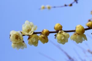 ソシンロウバイの花