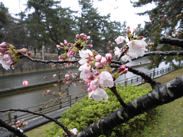 桜の花