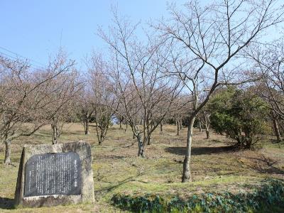 神代桜