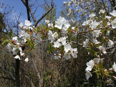 ヤマザクラの花枝