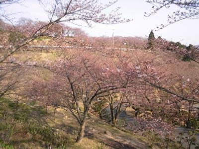 ツボミが咲く寸前