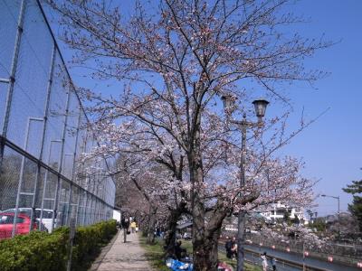 グラウンド横も咲きました