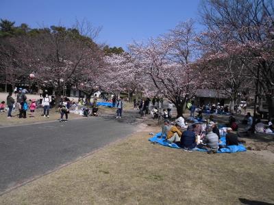 公園管理事務所前の通路は５分咲き