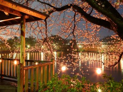 夜景の桜