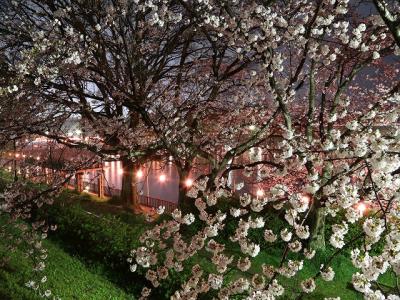 東土手の桜