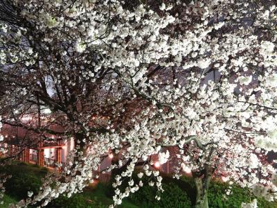 東土手の桜越しの眺め