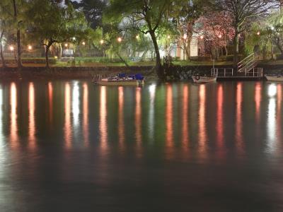 配水池南の夜桜