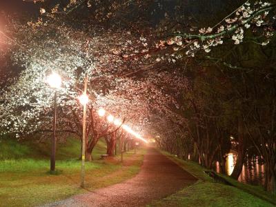 土手西側の桜並木