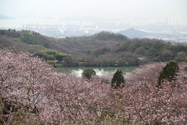 山頂広場からの池