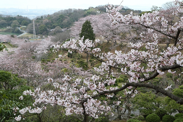 山頂付近のサクラ