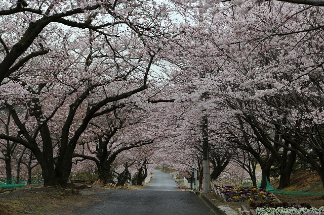 中腹の桜並木