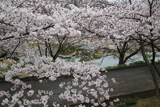 サクラ越しの修景池